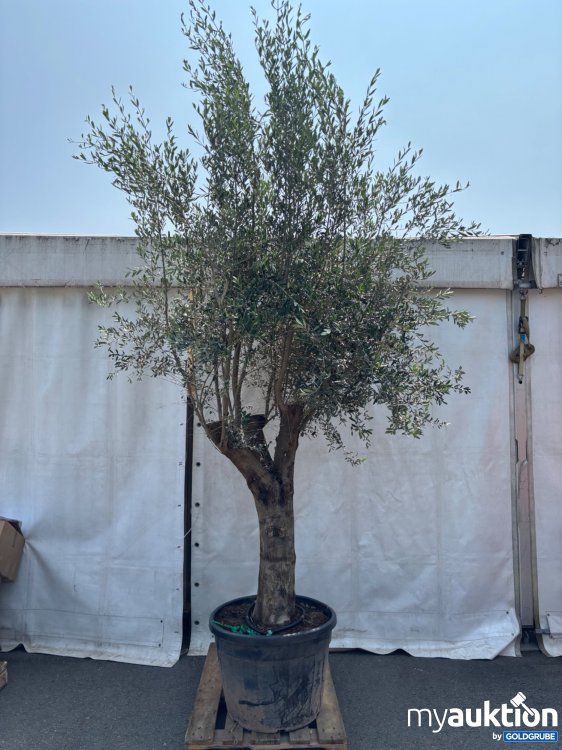Artikel Nr. 522002: Olivenbaum groß ca. 300-350cm