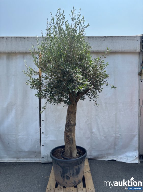 Artikel Nr. 522003: Olivenbaum groß ca. 300-350cm