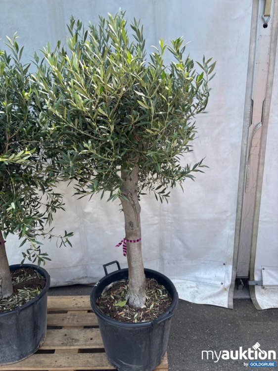 Artikel Nr. 522004: Olivenbaum ca. 140-200cm