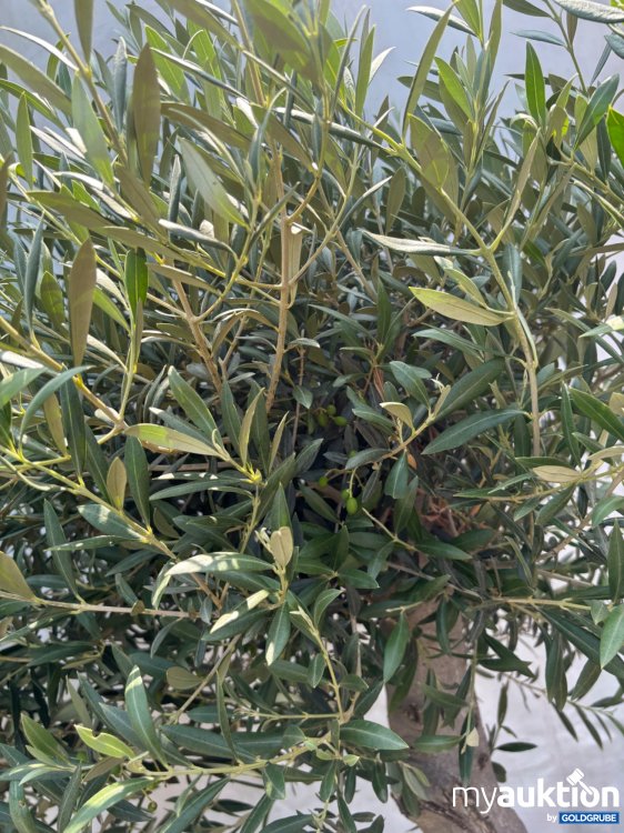 Artikel Nr. 522004: Olivenbaum ca. 140-200cm