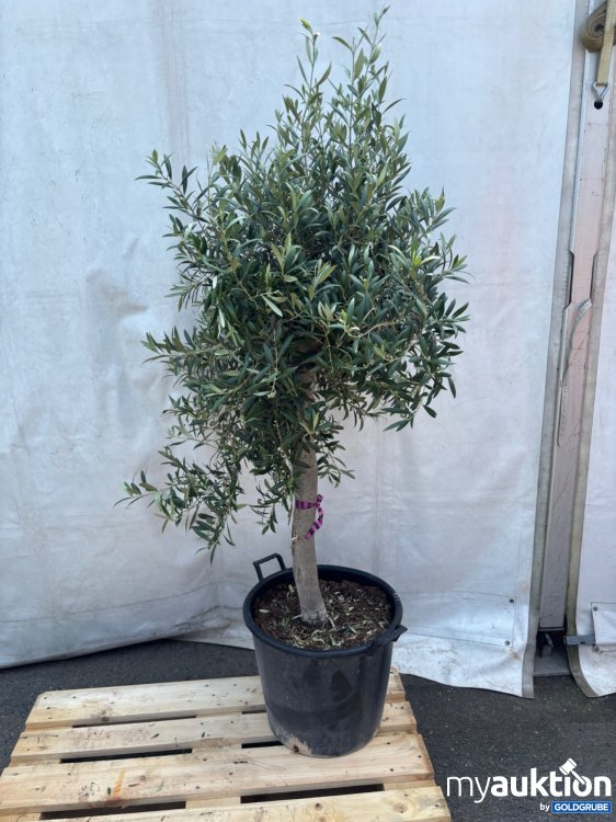 Artikel Nr. 522006: Olivenbaum ca. 140-200cm
