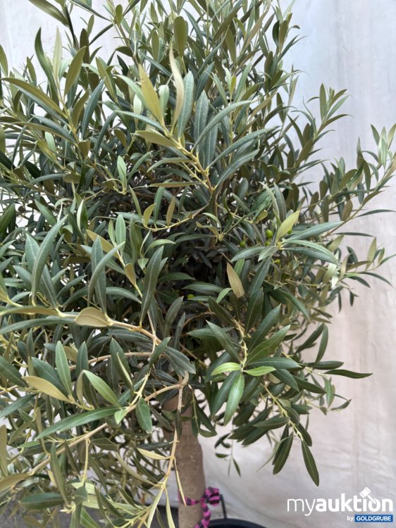 Artikel Nr. 522006: Olivenbaum ca. 140-200cm