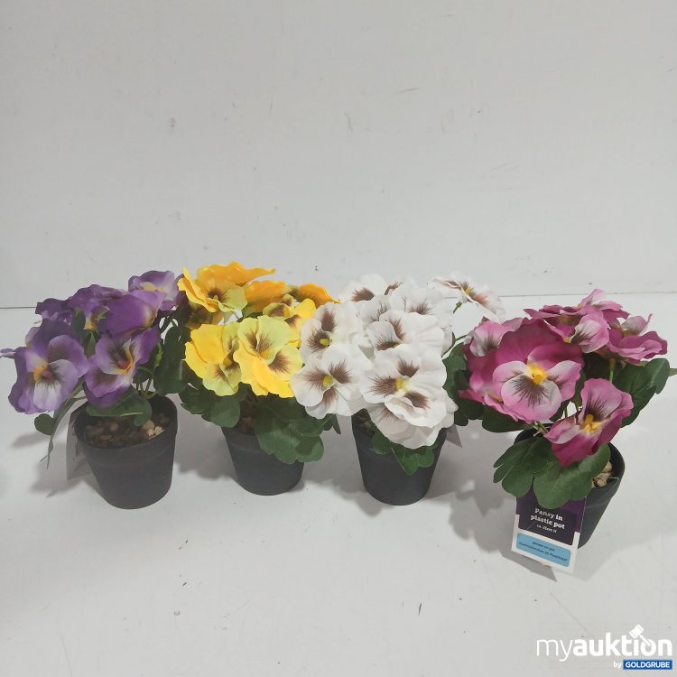 Artikel Nr. 929006: Pansy in Plastic Pot ca. 21cm H 4Stk