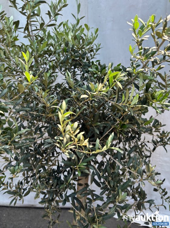 Artikel Nr. 522011: Olivenbaum ca. 140-200cm