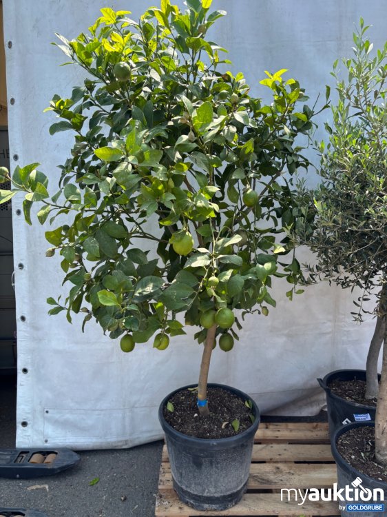 Artikel Nr. 522012: Zitronenbaum ca. 220cm