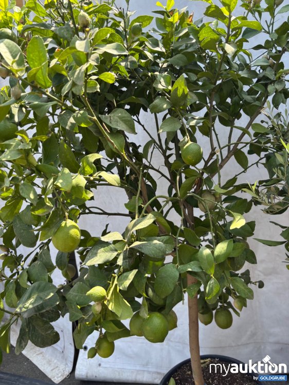 Artikel Nr. 522012: Zitronenbaum ca. 220cm