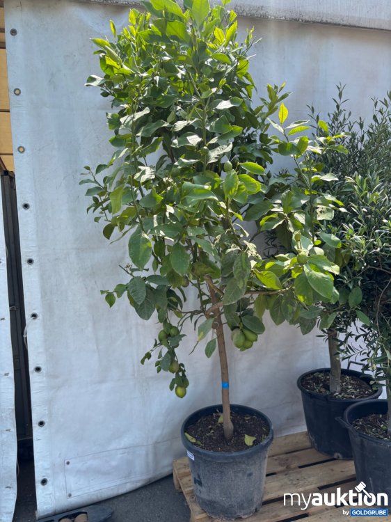 Artikel Nr. 522015: Zitronenbaum ca. 220cm