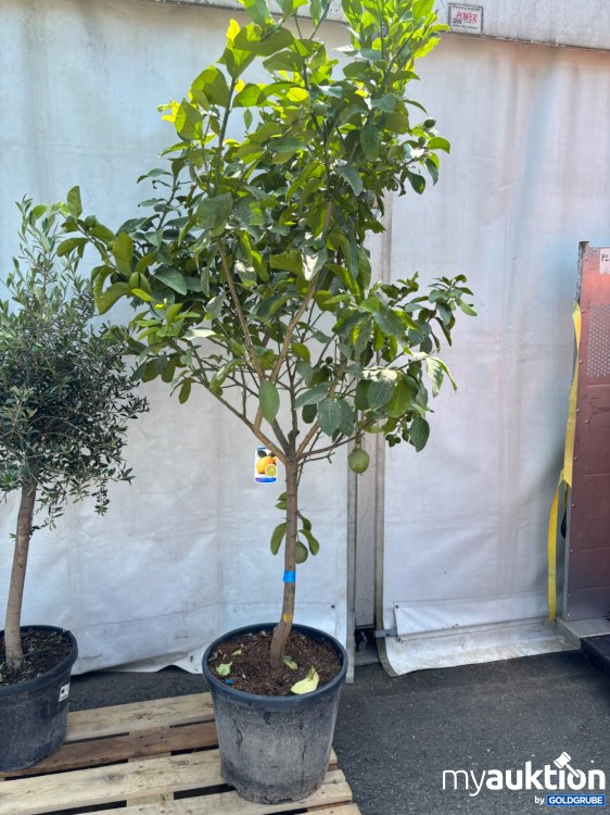Artikel Nr. 522016: Zitronenbaum ca. 220cm