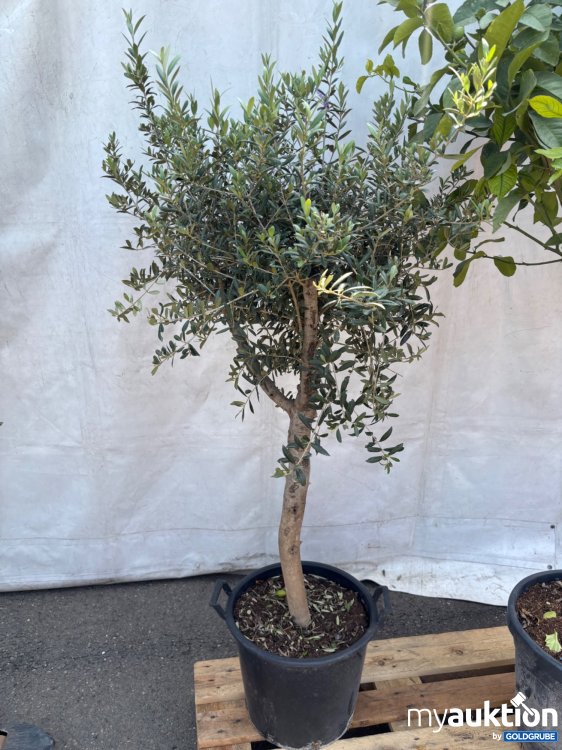 Artikel Nr. 522018: Olivenbaum ca. 140-200cm