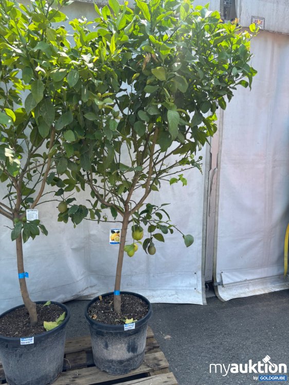 Artikel Nr. 522019: Zitronenbaum ca. 220cm