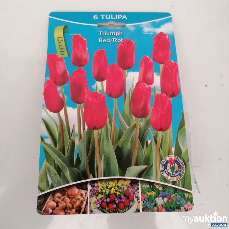 Artikel Nr. 341070 Artikel Nr. 341070: Triumph Tulipa Rot 6stk