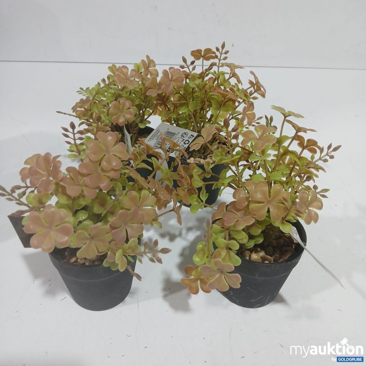 Artikel Nr. 929070: Clover in Platic Pot 20cm 