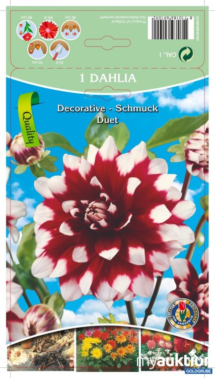 Artikel Nr. 319089 Artikel Nr. 319089: Dahlia Deco Rot-Weiß Duet - 3 Packungen zu je 1 Stück