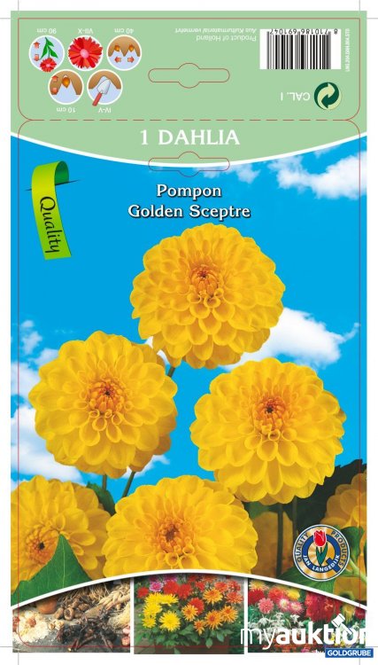 Artikel Nr. 319090: Dahlia Pompon Golden Sceptre - 3 Packungen zu je 1 Stück