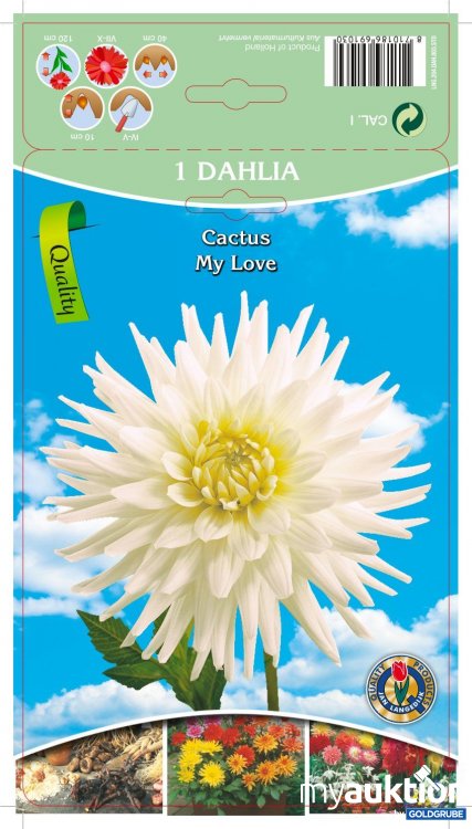 Artikel Nr. 319091: Dahlia Cactus My Love Weiß - 3 Packungen zu je 1 Stück