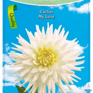 Auktion Dahlia Cactus My Love Weiß - 3 Packungen zu je 1 Stück