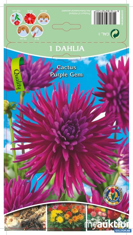 Artikel Nr. 319093 Artikel Nr. 319093: Dahlia Cactus Purple Gem Purpur - 3 Packungen zu je 1 Stück