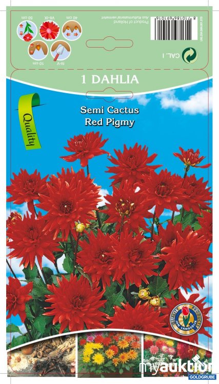 Artikel Nr. 319094: Dahlia Semi Cactus Red Pigmy Rot - 3 Packungen zu je 1 Stück