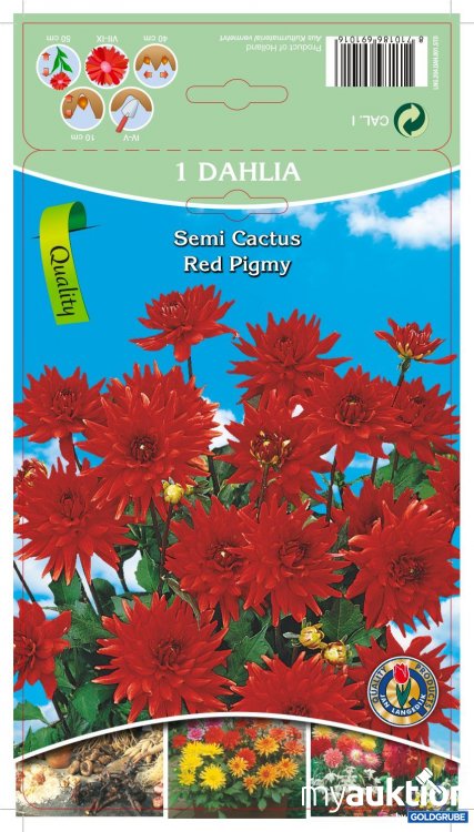 Artikel Nr. 319094 Artikel Nr. 319094: Dahlia Semi Cactus Red Pigmy Rot - 3 Packungen zu je 1 Stück