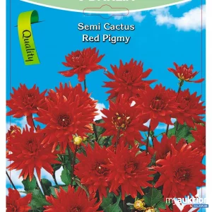 Auktion Dahlia Semi Cactus Red Pigmy Rot - 3 Packungen zu je 1 Stück
