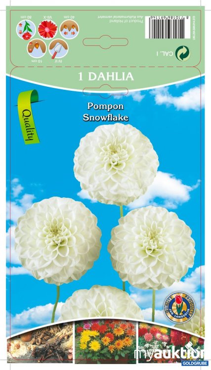 Artikel Nr. 319096: Dahlia Pompon Snowflake Weiß - 3 Packungen zu je 1 Stück