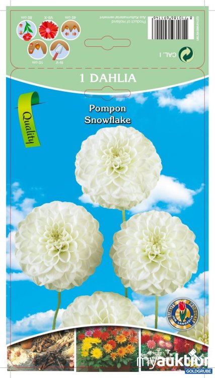 Artikel Nr. 319096 Artikel Nr. 319096: Dahlia Pompon Snowflake Weiß - 3 Packungen zu je 1 Stück