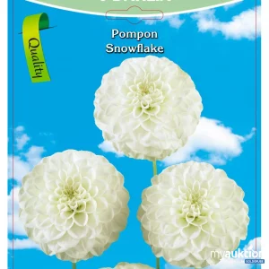 Auktion Dahlia Pompon Snowflake Weiß - 3 Packungen zu je 1 Stück