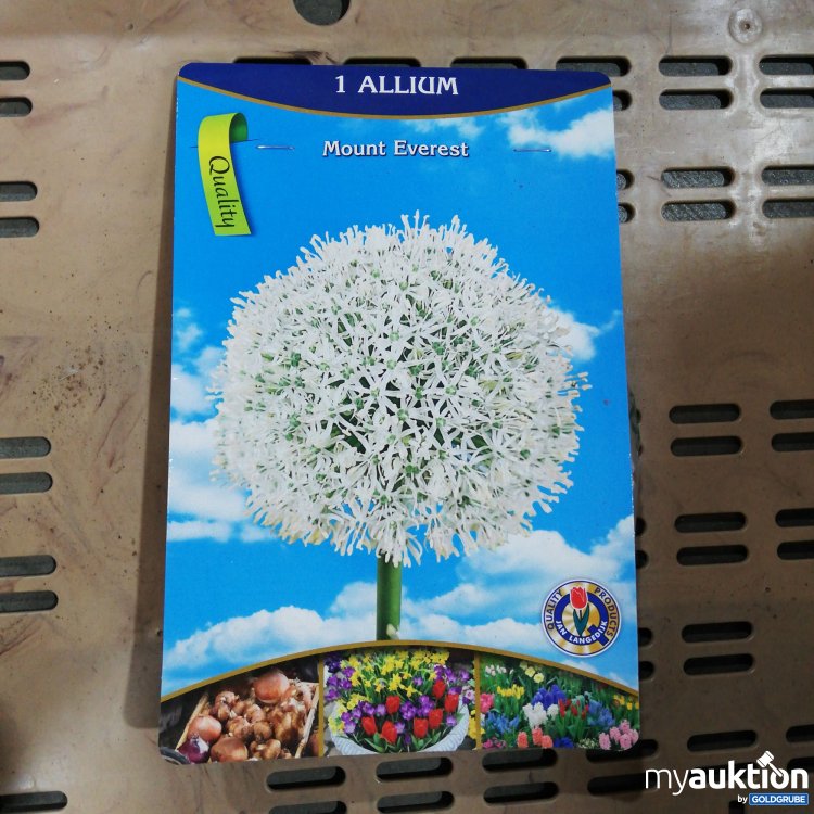 Artikel Nr. 359118 Artikel Nr. 359118: 1 Allium Mount Everest