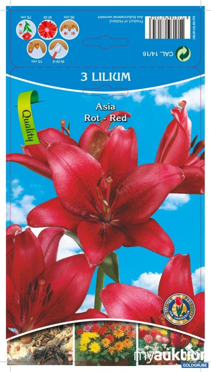 Artikel Nr. 354119: Lilien Asia rot (3Stk./Netz)