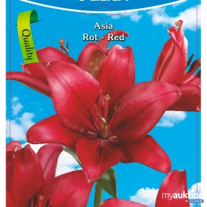 Auktion Lilien Asia rot (3Stk./Netz)