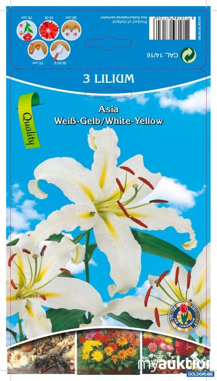 Artikel Nr. 354120: Lilien Asia weiß/gelb (3Stk./Netz)