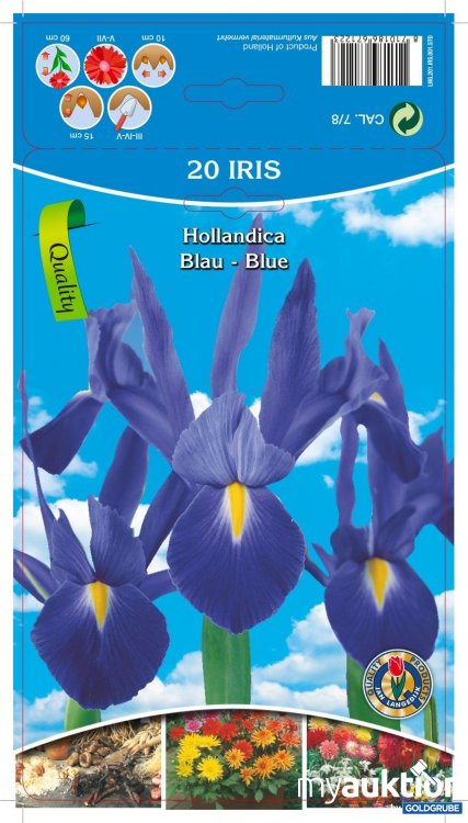 Artikel Nr. 354126: Iris Hollandica blau (20Stk./Netz)