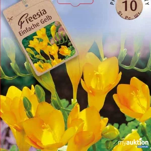 Artikel Nr. 319127: Fressia Einfache Gelb - 3 Packungen zu je 10 Stück