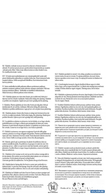 Artikel Nr. 319128 Artikel Nr. 319128: Gladiolen Gelb - 2 Packungen zu je 10 Stück