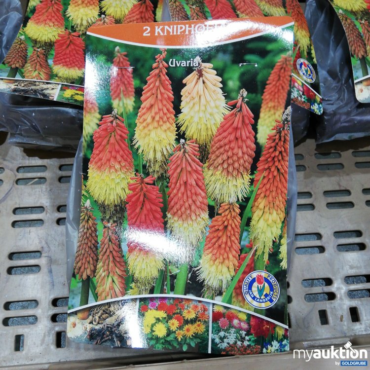 Artikel Nr. 359128 Artikel Nr. 359128: 2 Kniphofia Uvaria