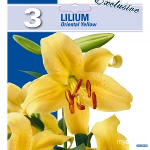 Artikel Nr. 319138: Lilien Oriental Gelb - 3 Packungen zu je 3 Stück