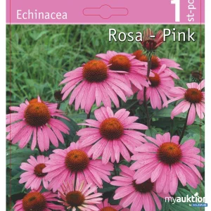 Auktion Echinacea Purpurea Rosa (1Stk./Netz)