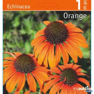 Auktion Echinacea Purpurea Orange (1Stk./Netz)