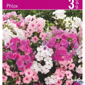 Auktion Phlox paniculata (3Stk./Netz)