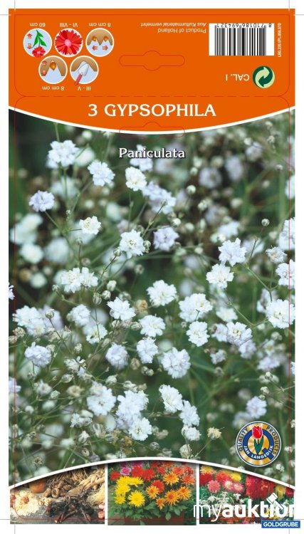 Artikel Nr. 354145: Gypsophila Paniculata Weiß (3Stk./Netz)