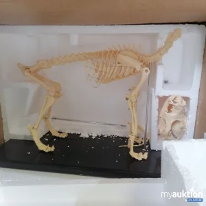 Auktion Hundeskelett Modell