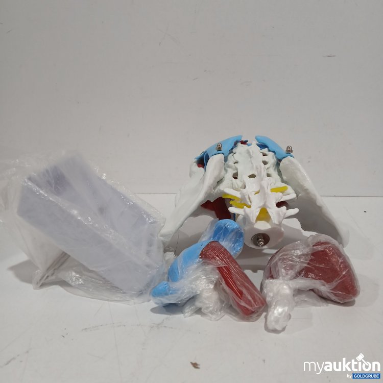 Artikel Nr. 961298: Mizheng Weibliches Becken und Dammmodell mit abnehmbaren Organen 