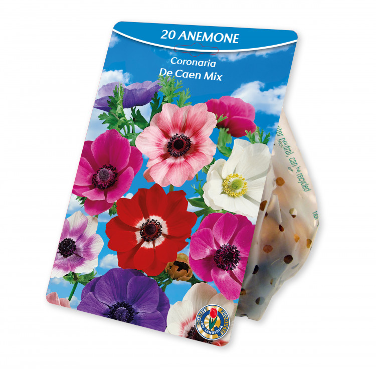Artikel Nr. 954376: Anemone Coronaria De Caen Mix
