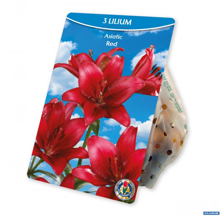 Artikel Nr. 954378: Lilum Asiatic Red