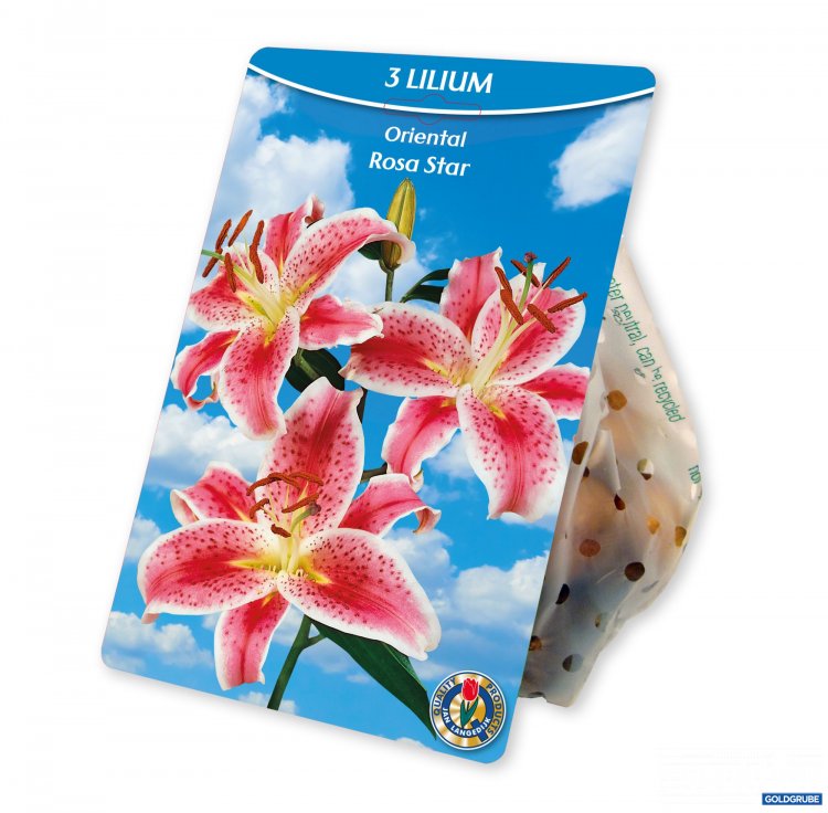 Artikel Nr. 954379: Lilium Oriental Rosa Star