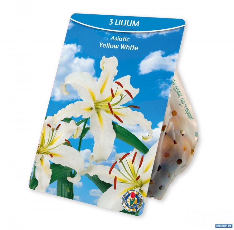 Artikel Nr. 954380: Lilium Asiatic White Yellow