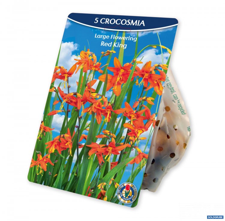 Artikel Nr. 954381: Crocosmia small Red King Red - Orange
