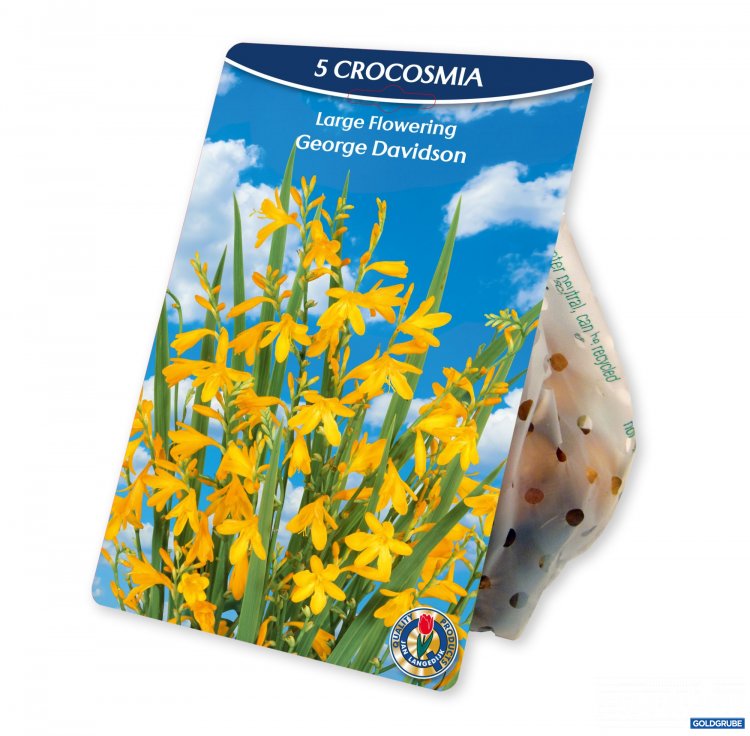Artikel Nr. 954382: Crocosmia small George Davidson Yellow