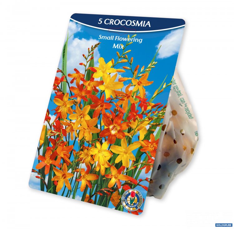 Artikel Nr. 954383: Crocosmia small Mix