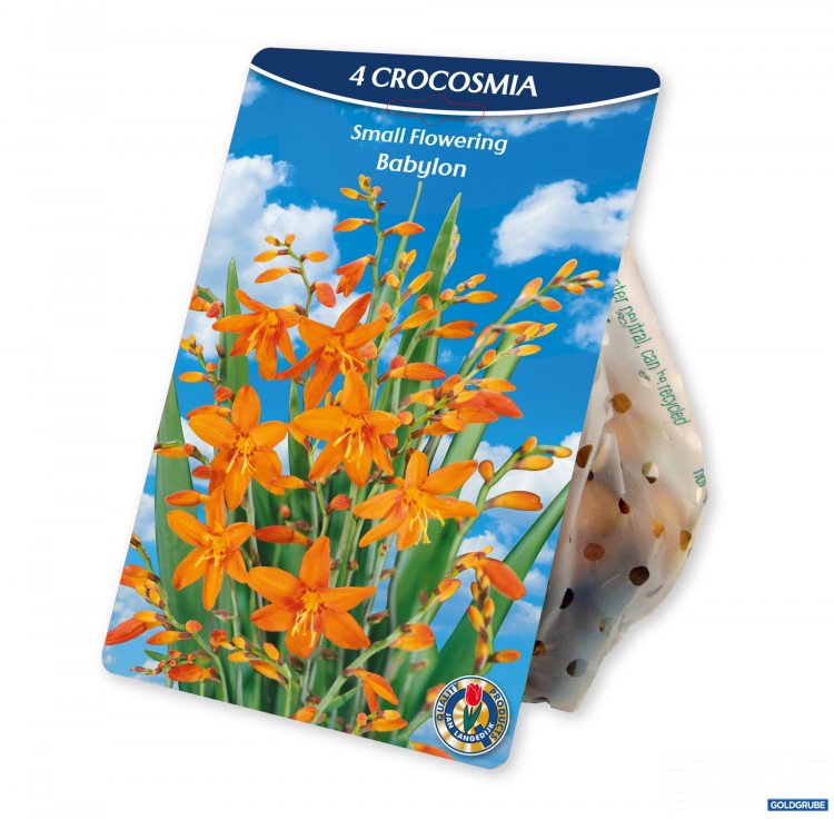 Artikel Nr. 954385: Crocosmia big Babylon Orange